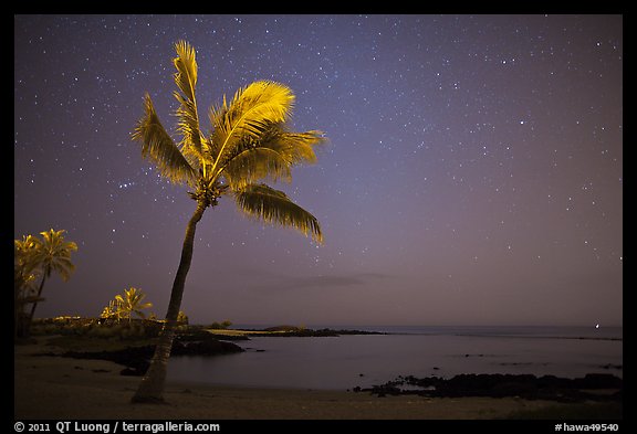 Palm tree ocean under sky with stars, Kaloko-Honokohau National Historical Park. Hawaii, USA (color)