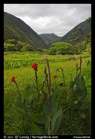 Tropical flowers and taro plantations, Waipio Valley. Big Island, Hawaii, USA