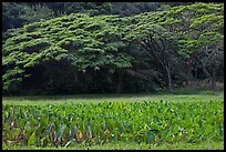 Taro field and forest, Waipio Valley. Big Island, Hawaii, USA ( color)