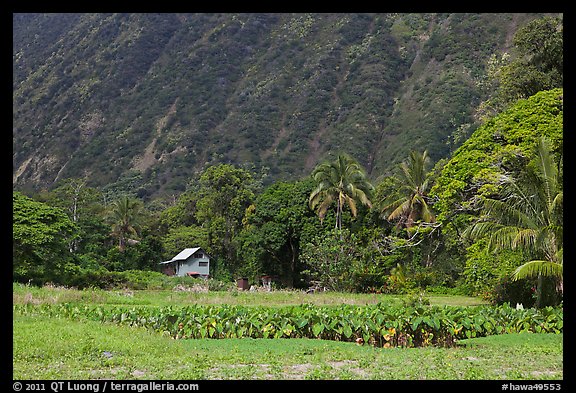 Taro farm, Waipio Valley. Big Island, Hawaii, USA
