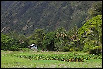 Taro farm, Waipio Valley. Big Island, Hawaii, USA (color)