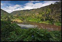 River, Waipio Valley. Big Island, Hawaii, USA ( color)