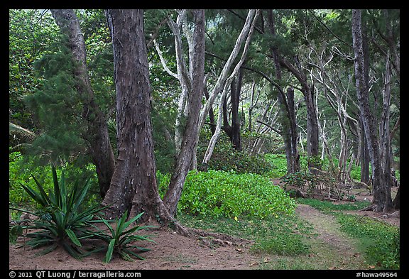 Coastal forest,  Waipio Valley. Big Island, Hawaii, USA