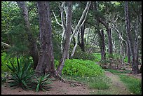 Coastal forest,  Waipio Valley. Big Island, Hawaii, USA ( color)