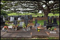 Graves under large tree, Hilo. Big Island, Hawaii, USA