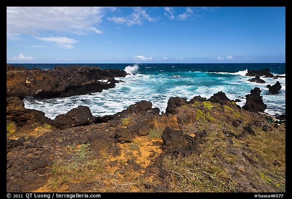Grasses and volcanic shore, South Point. Big Island, Hawaii, USA