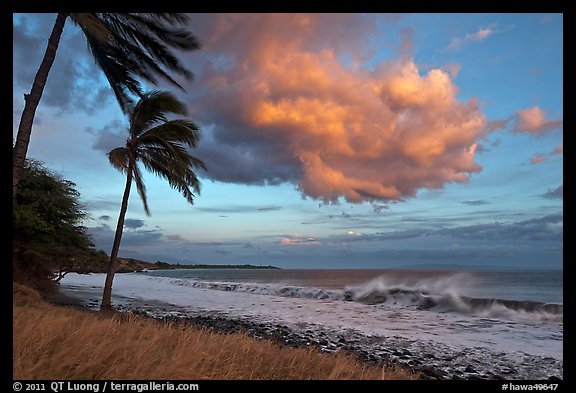 Palm trees, cloud, and ocean surf at sunset. Lahaina, Maui, Hawaii, USA