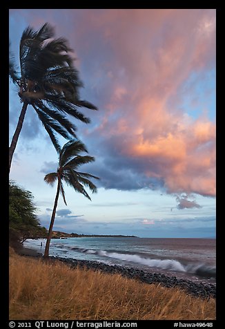 Palm trees on beach sway in breeze at sunset. Lahaina, Maui, Hawaii, USA
