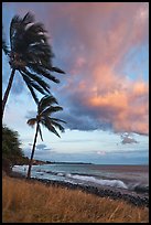 Palm trees on beach sway in breeze at sunset. Lahaina, Maui, Hawaii, USA (color)