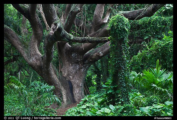 Trees in rainforest. Maui, Hawaii, USA