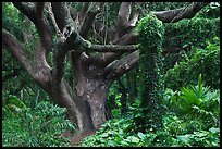 Trees in rainforest. Maui, Hawaii, USA (color)