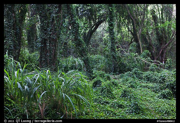 Jungle forest. Maui, Hawaii, USA