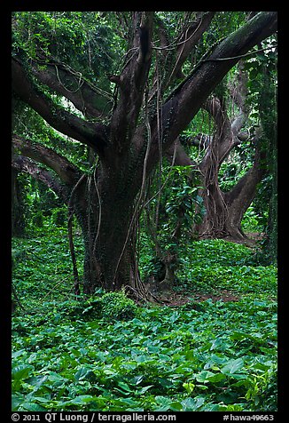 Lianas and rainforest trees. Maui, Hawaii, USA