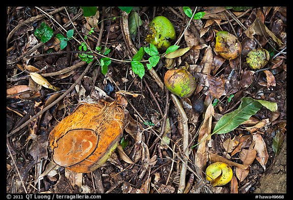 Fallen tropical fruits. Maui, Hawaii, USA