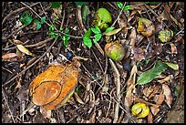 Fallen tropical fruits. Maui, Hawaii, USA (color)