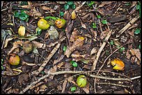 Forest floor close-up with fallen fruits. Maui, Hawaii, USA ( color)