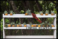 Pineapple self-serve stand. Maui, Hawaii, USA ( color)