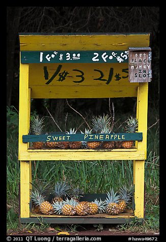 Self-serve fruit stand with pineapples. Maui, Hawaii, USA (color)