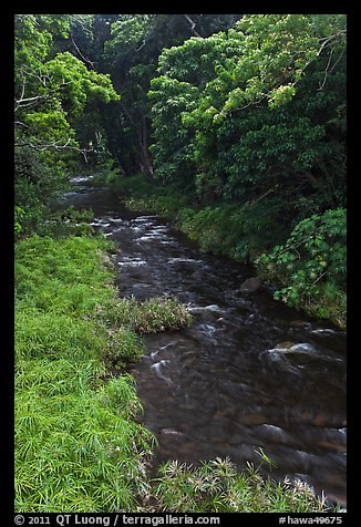 Honokohau creek flowing through forest. Maui, Hawaii, USA (color)