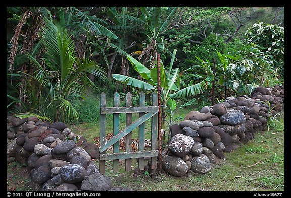 Tropical garden delimited by low stone walls. Maui, Hawaii, USA (color)
