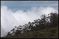 Row of trees above clouds. Maui, Hawaii, USA