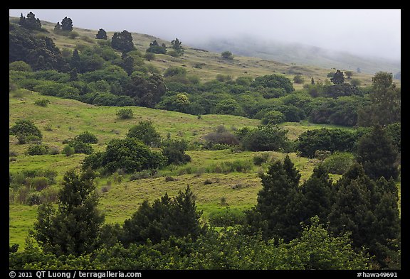 Cool hills above Keokea Park. Maui, Hawaii, USA (color)
