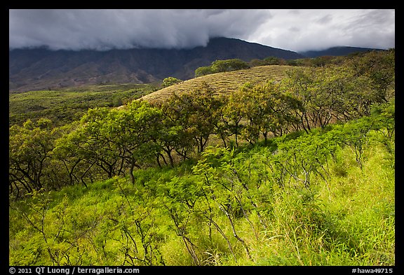 Dryland vegetation on hillside. Maui, Hawaii, USA