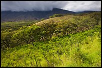 Dryland vegetation on hillside. Maui, Hawaii, USA