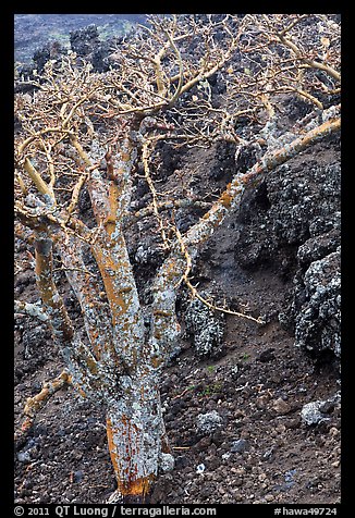 Tree and lava field. Maui, Hawaii, USA