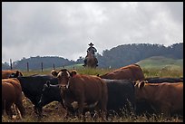 Paniolo cowboy overlooking cattle. Maui, Hawaii, USA (color)
