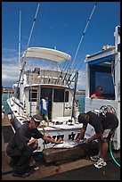 Men cutting fish caught in sport-fishing expedition. Lahaina, Maui, Hawaii, USA (color)