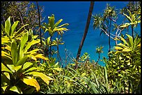 Tropical foliage and blue waters, Na Pali coast. Kauai island, Hawaii, USA ( color)