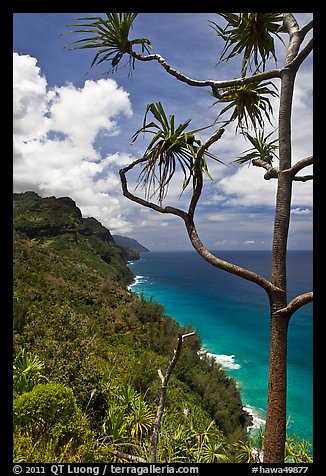 Tree and green coastline, Na Pali coast. Kauai island, Hawaii, USA