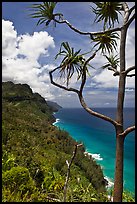Tree and green coastline, Na Pali coast. Kauai island, Hawaii, USA (color)