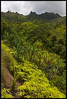 Lush slopes and mountains, Na Pali coast. Kauai island, Hawaii, USA (color)