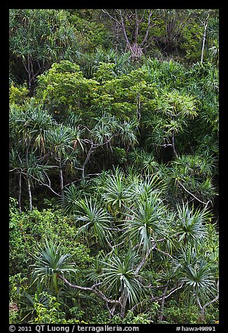 Pandanus trees on slope. Kauai island, Hawaii, USA