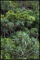 Pandanus trees on slope. Kauai island, Hawaii, USA ( color)