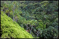Lush tropical vegetation on Pali, Na Pali coast. Kauai island, Hawaii, USA ( color)