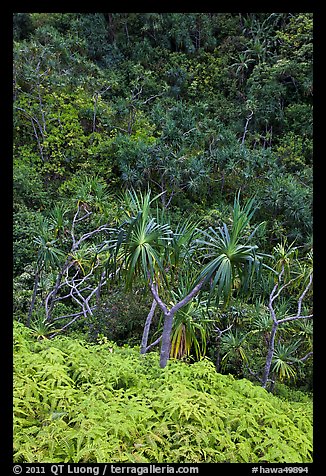 Ferns,  Pandanus trees and steep slope, Na Pali coast. Kauai island, Hawaii, USA (color)