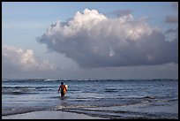 Surfer heading out in ocean. Kauai island, Hawaii, USA ( color)