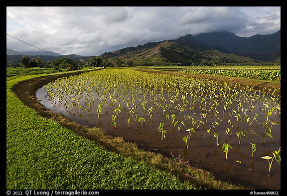 Taro farming, Hanalei Valley, morning. Kauai island, Hawaii, USA (color)
