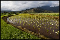 Taro farming, Hanalei Valley, morning. Kauai island, Hawaii, USA ( color)