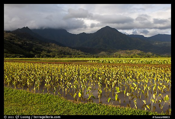 Taro cultivation, Hanalei Valley. Kauai island, Hawaii, USA