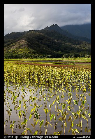 Taro paddy field and mountains, Hanalei Valley. Kauai island, Hawaii, USA