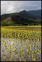 Taro paddy field and mountains, Hanalei Valley. Kauai island, Hawaii, USA (color)