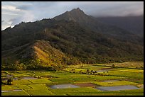 Taro paddy fields and mountains, Hanalei Valley. Kauai island, Hawaii, USA (color)