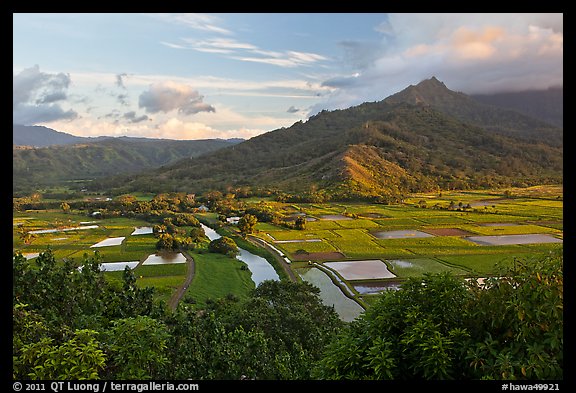 Hanalei Valley and taro paddies from above. Kauai island, Hawaii, USA
