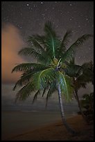 Palm tree, beach and stars. Kauai island, Hawaii, USA ( color)