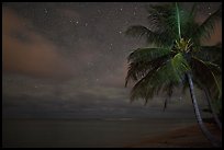 Palm tree, stars and ocean. Kauai island, Hawaii, USA ( color)