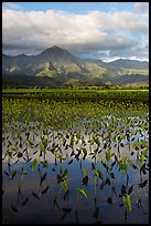 Mountains reflected in paddy fields with taro, Hanalei Valley. Kauai island, Hawaii, USA (color)